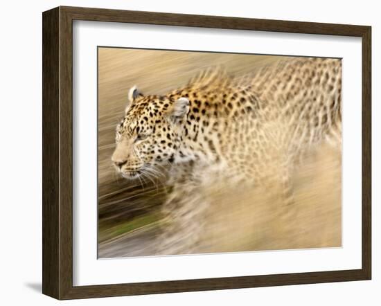 A Female Leopard Stalking Her Prey in Blurred Motion.-Karine Aigner-Framed Photographic Print