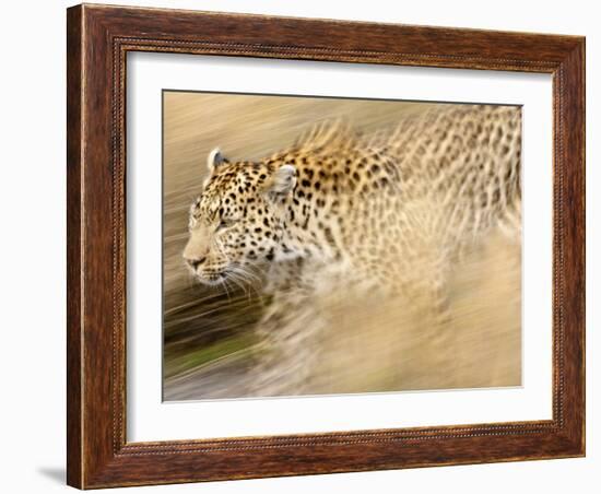 A Female Leopard Stalking Her Prey in Blurred Motion.-Karine Aigner-Framed Photographic Print