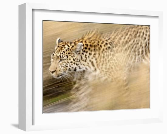 A Female Leopard Stalking Her Prey in Blurred Motion.-Karine Aigner-Framed Photographic Print