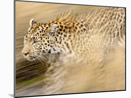 A Female Leopard Stalking Her Prey in Blurred Motion.-Karine Aigner-Mounted Photographic Print