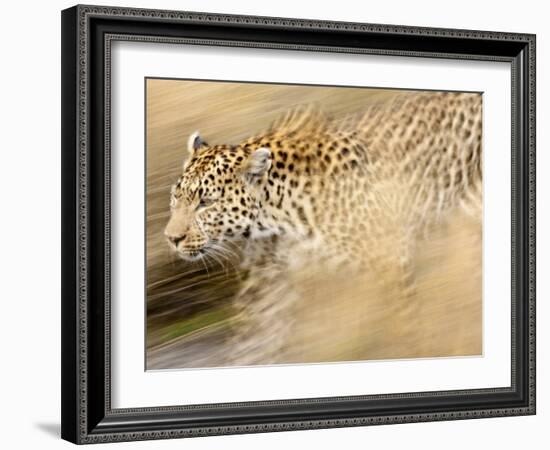 A Female Leopard Stalking Her Prey in Blurred Motion.-Karine Aigner-Framed Photographic Print