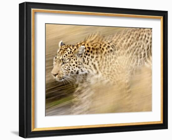 A Female Leopard Stalking Her Prey in Blurred Motion.-Karine Aigner-Framed Photographic Print