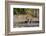 A female leopard walking in Chobe National Park's Savuti marsh. Botswana.-Sergio Pitamitz-Framed Photographic Print