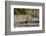 A female leopard walking in Chobe National Park's Savuti marsh. Botswana.-Sergio Pitamitz-Framed Photographic Print