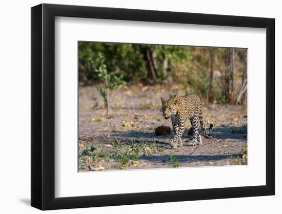 A female leopard walking in Chobe National Park's Savuti marsh. Botswana.-Sergio Pitamitz-Framed Photographic Print