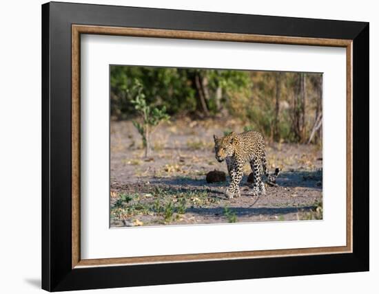 A female leopard walking in Chobe National Park's Savuti marsh. Botswana.-Sergio Pitamitz-Framed Photographic Print