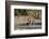 A female leopard walking in Chobe National Park's Savuti marsh. Botswana.-Sergio Pitamitz-Framed Photographic Print