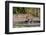 A female leopard walking in Chobe National Park's Savuti marsh. Botswana.-Sergio Pitamitz-Framed Photographic Print