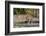 A female leopard walking in Chobe National Park's Savuti marsh. Botswana.-Sergio Pitamitz-Framed Photographic Print