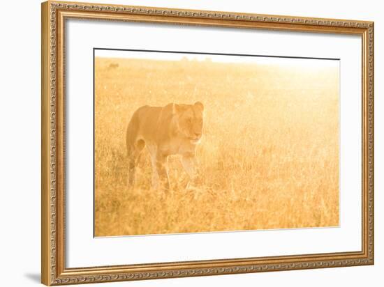 A Female Lion In The Warm Morning Light. Location: Maasai Mara, Kenya-Axel Brunst-Framed Photographic Print