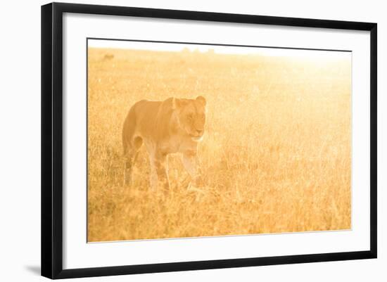 A Female Lion In The Warm Morning Light. Location: Maasai Mara, Kenya-Axel Brunst-Framed Photographic Print