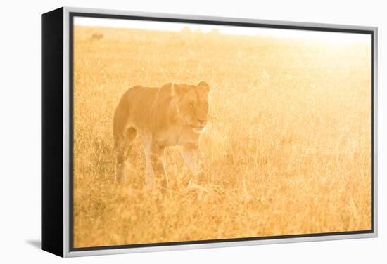 A Female Lion In The Warm Morning Light. Location: Maasai Mara, Kenya-Axel Brunst-Framed Premier Image Canvas