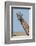 A female Masai giraffe in Masai Mara National Reserve, Kenya, Africa.-Sergio Pitamitz-Framed Photographic Print