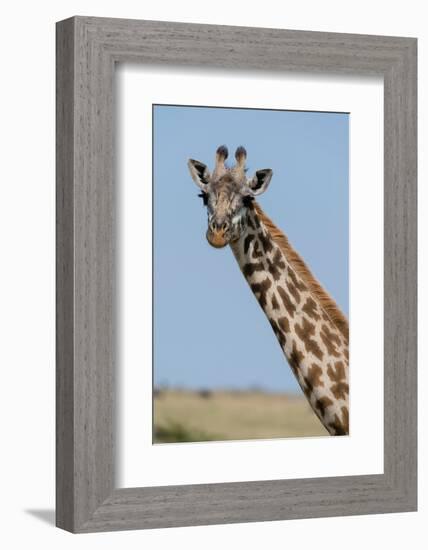 A female Masai giraffe in Masai Mara National Reserve, Kenya, Africa.-Sergio Pitamitz-Framed Photographic Print