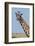 A female Masai giraffe in Masai Mara National Reserve, Kenya, Africa.-Sergio Pitamitz-Framed Photographic Print