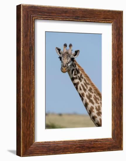 A female Masai giraffe in Masai Mara National Reserve, Kenya, Africa.-Sergio Pitamitz-Framed Photographic Print