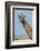 A female Masai giraffe in Masai Mara National Reserve, Kenya, Africa.-Sergio Pitamitz-Framed Photographic Print