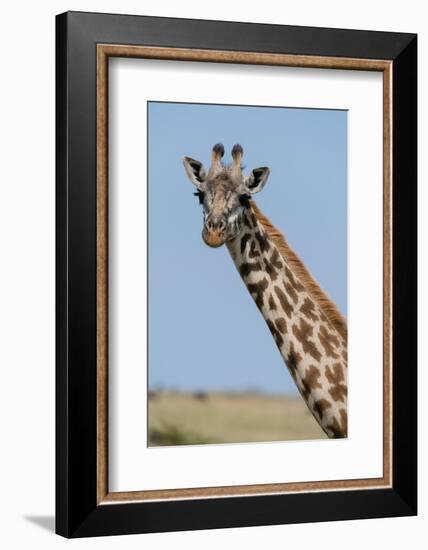 A female Masai giraffe in Masai Mara National Reserve, Kenya, Africa.-Sergio Pitamitz-Framed Photographic Print