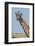 A female Masai giraffe in Masai Mara National Reserve, Kenya, Africa.-Sergio Pitamitz-Framed Photographic Print