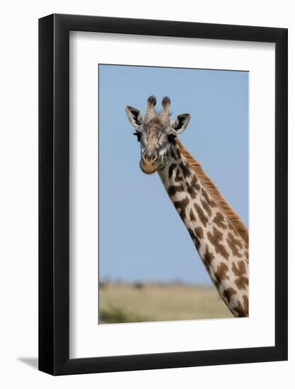 A female Masai giraffe in Masai Mara National Reserve, Kenya, Africa.-Sergio Pitamitz-Framed Photographic Print