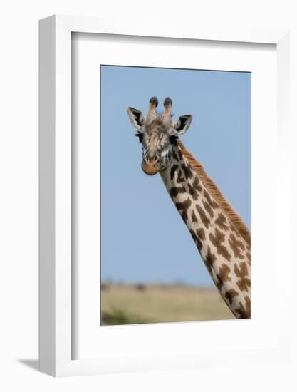 A female Masai giraffe in Masai Mara National Reserve, Kenya, Africa.-Sergio Pitamitz-Framed Photographic Print