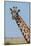 A female Masai giraffe in Masai Mara National Reserve, Kenya, Africa.-Sergio Pitamitz-Mounted Photographic Print