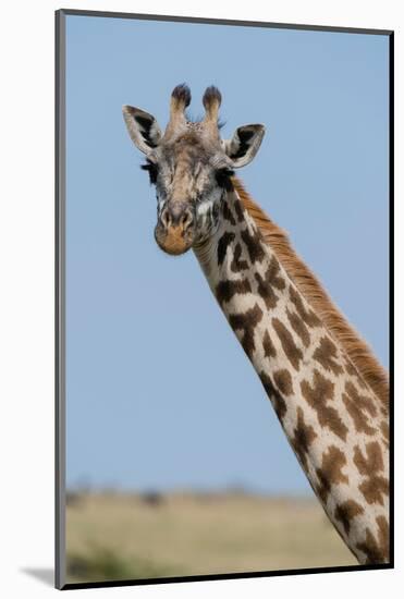 A female Masai giraffe in Masai Mara National Reserve, Kenya, Africa.-Sergio Pitamitz-Mounted Photographic Print