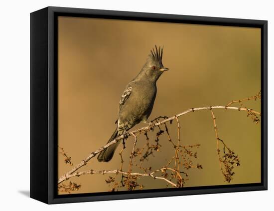 A Female Phainopepla (Phainopepla Nitens) in the Southern California Desert.-Neil Losin-Framed Premier Image Canvas