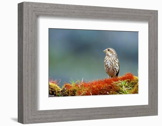 A female Pine Siskin, (Carduelis pinus).-Richard Wright-Framed Photographic Print