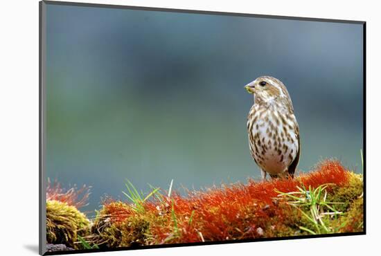 A female Pine Siskin, (Carduelis pinus).-Richard Wright-Mounted Photographic Print