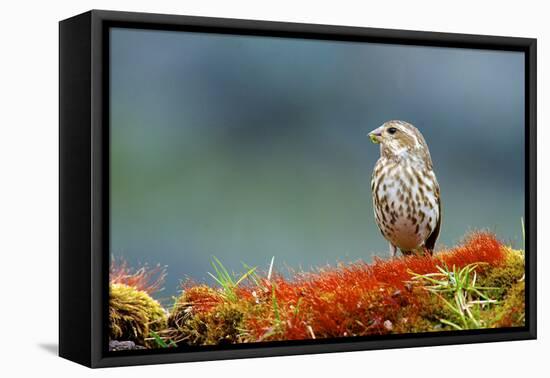 A female Pine Siskin, (Carduelis pinus).-Richard Wright-Framed Premier Image Canvas