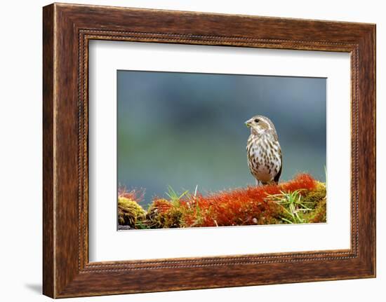 A Female Pine Siskin-Richard Wright-Framed Photographic Print