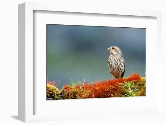 A Female Pine Siskin-Richard Wright-Framed Photographic Print