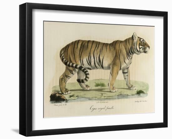 A Female Royal Tiger-C. de Last-Framed Giclee Print