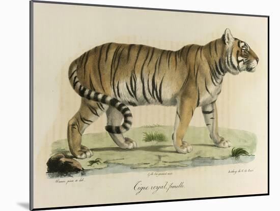 A Female Royal Tiger-C. de Last-Mounted Giclee Print