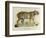 A Female Royal Tiger-C. de Last-Framed Giclee Print