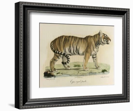 A Female Royal Tiger-C. de Last-Framed Giclee Print