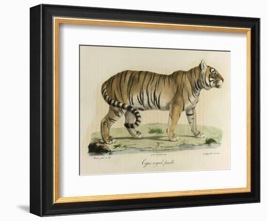 A Female Royal Tiger-C. de Last-Framed Giclee Print