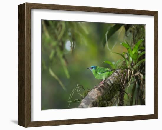 A Female Turquoise Honeycreeper or Blue Dacnis Perches in a Tree in Ubatuba-Alex Saberi-Framed Photographic Print