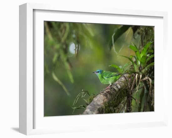 A Female Turquoise Honeycreeper or Blue Dacnis Perches in a Tree in Ubatuba-Alex Saberi-Framed Photographic Print