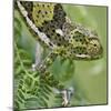 A Female Two-Horned Chameleon in the Amani Nature Reserve-Nigel Pavitt-Mounted Photographic Print
