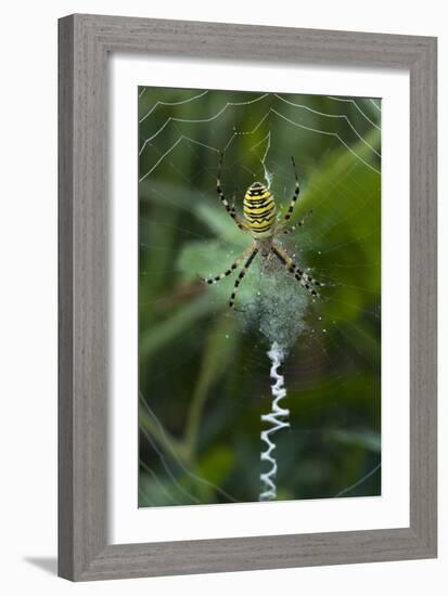 A Female Wasp Spider-Bob Gibbons-Framed Photographic Print