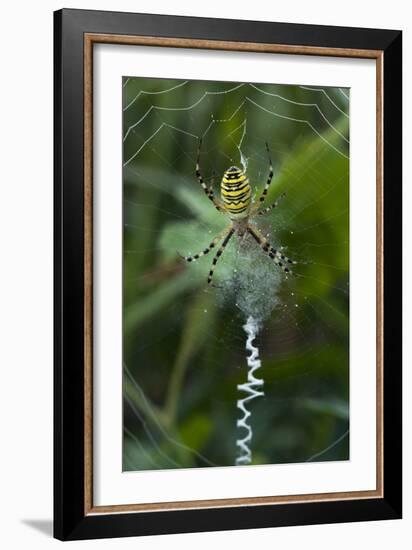 A Female Wasp Spider-Bob Gibbons-Framed Photographic Print