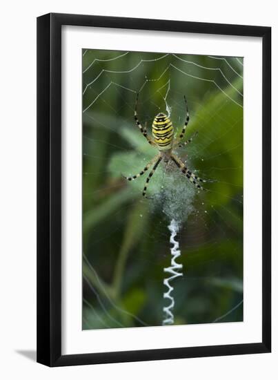 A Female Wasp Spider-Bob Gibbons-Framed Photographic Print