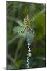 A Female Wasp Spider-Bob Gibbons-Mounted Photographic Print