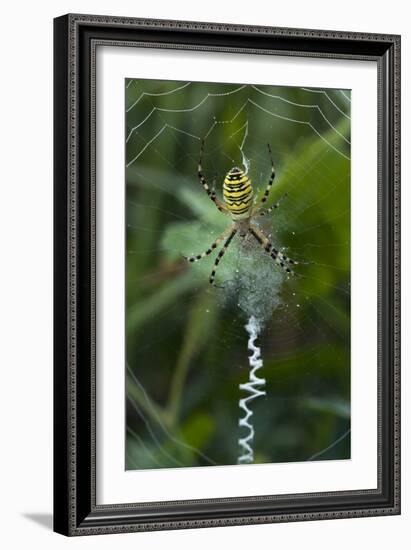 A Female Wasp Spider-Bob Gibbons-Framed Photographic Print