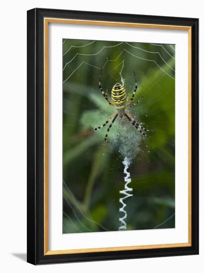 A Female Wasp Spider-Bob Gibbons-Framed Photographic Print