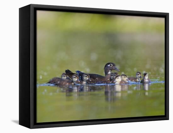A Female Wood Duck (Aix Sponsa) Is Surrounded by Her Young Ducklings, Washington, USA-Gary Luhm-Framed Premier Image Canvas