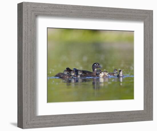 A Female Wood Duck (Aix Sponsa) Is Surrounded by Her Young Ducklings, Washington, USA-Gary Luhm-Framed Photographic Print