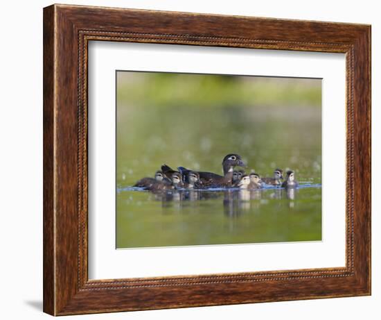 A Female Wood Duck (Aix Sponsa) Is Surrounded by Her Young Ducklings, Washington, USA-Gary Luhm-Framed Photographic Print